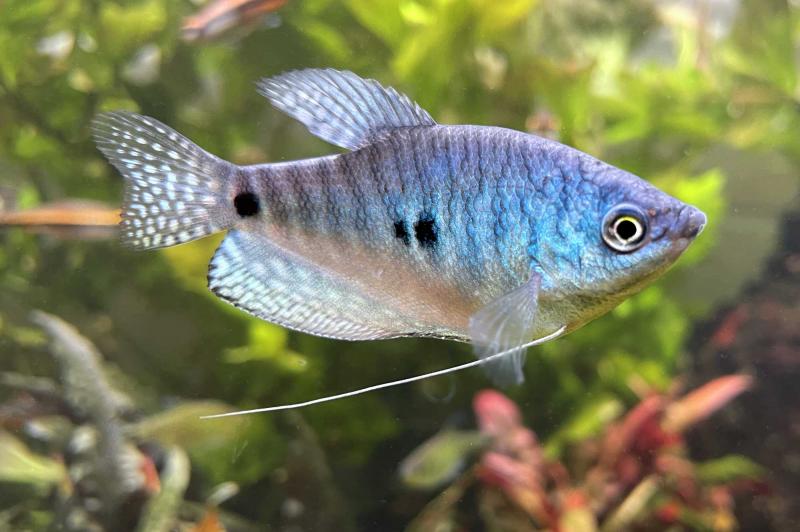Blauer Fadenfisch – Trichogaster trichopterus, vor Wasserpflanzen