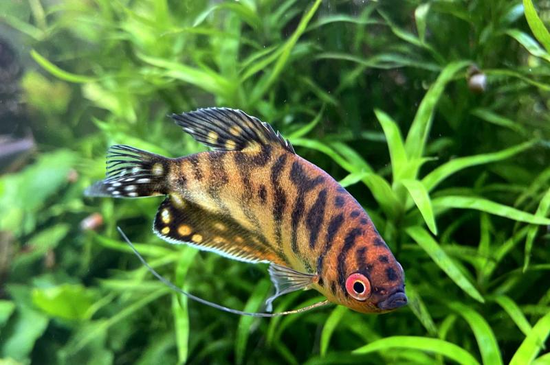 Goldener Fadenfisch – Trichogaster trichopterus, im Aquarium vor Wasserpflanzen