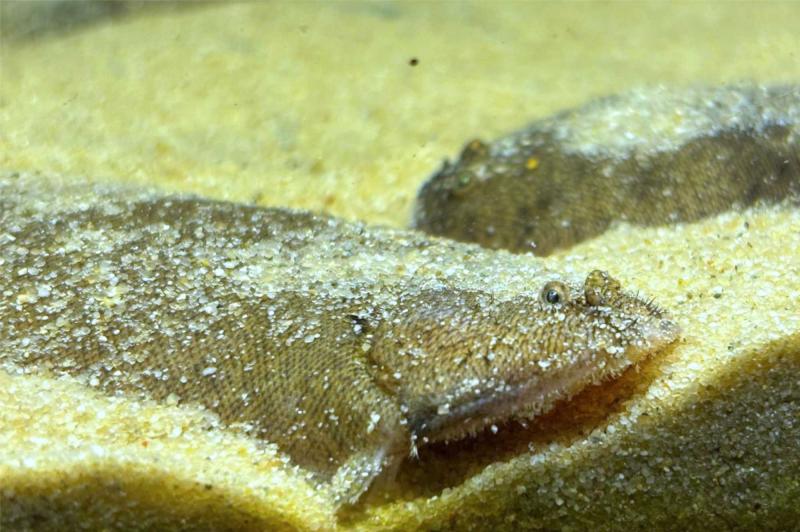 Süßwasserflunder - Brachirus selheimi halb im Sand verbuddelt