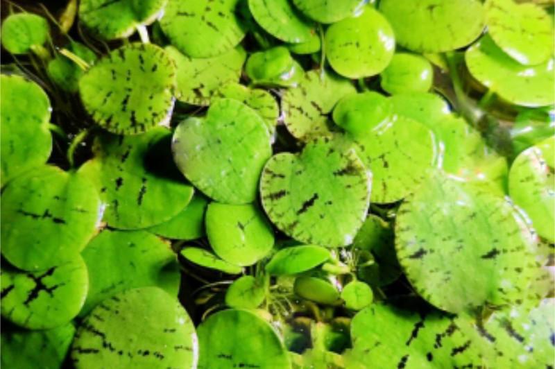 Froschbiss - Limnobium laevigatum, auf der Wasseroberfläche.
