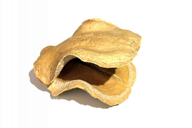 Froschmaulschote, die etwas andere Höhle in Form und Farbe.
