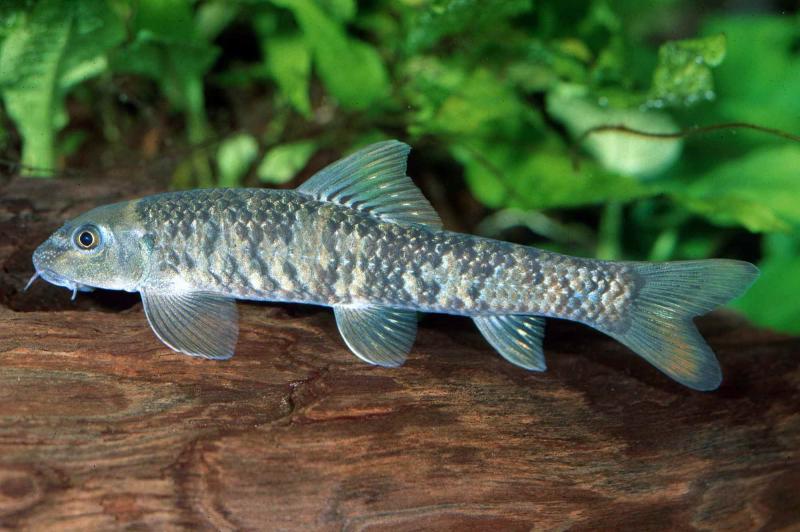 Kangalfisch - Knabberfisch - Garra rufa