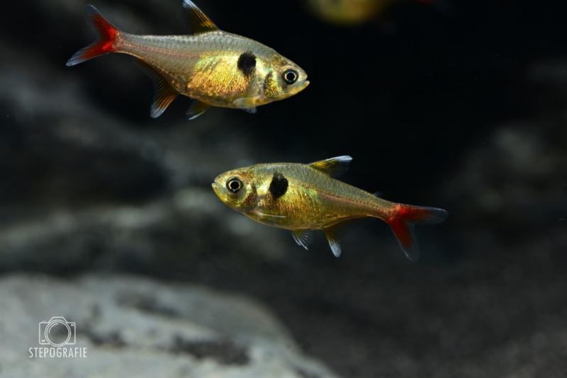 Gelber Phantomsalmler, Hyphessobrycon roseus ein graziler Fisch für ihr Aquarium