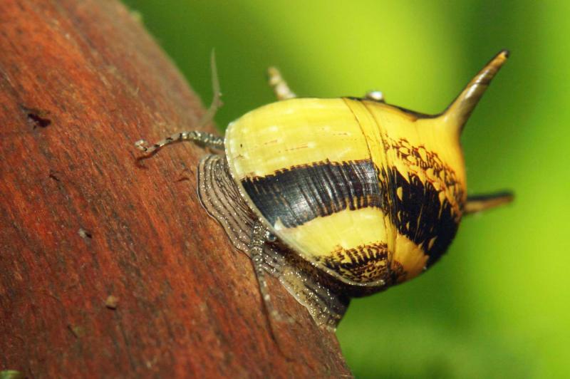 Geweichschnecke auf Wurzel im Aquarium