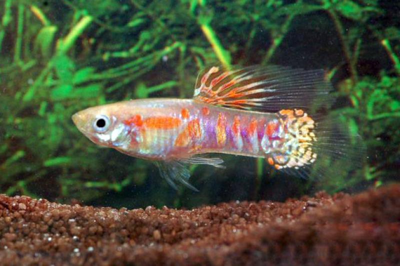 Endler Guppy Ginga Rubra blond, selten und eine außergewöhnliche Färbung