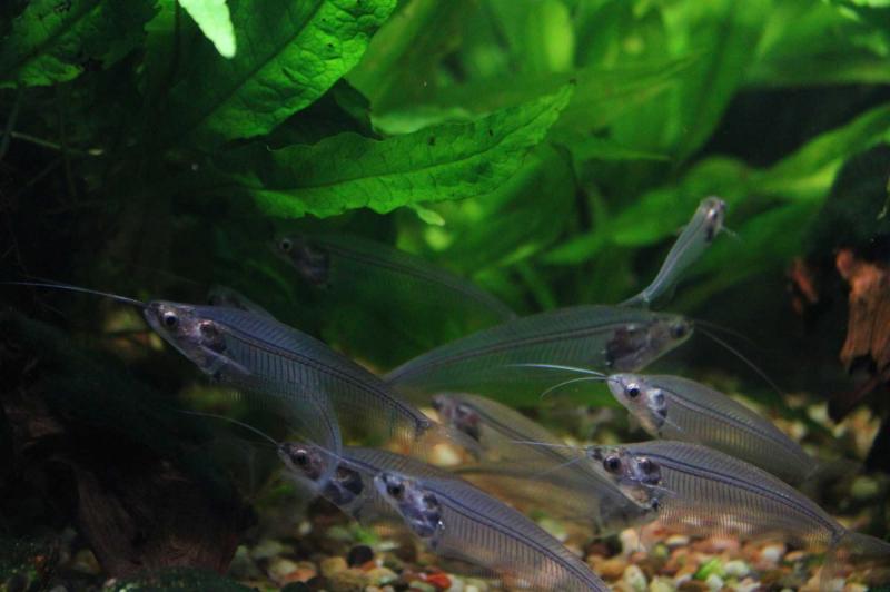 Indischer Glaswels (Kryptopterus vitreolus) im Schwarm