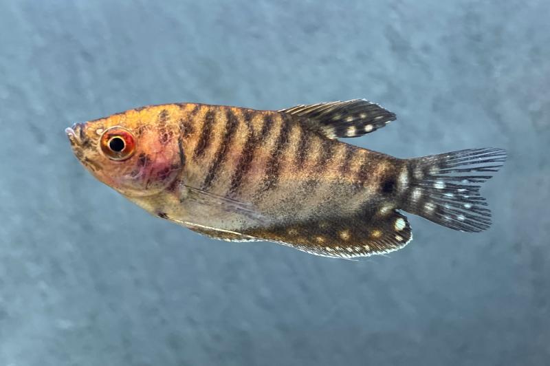 Preview: Goldener Fadenfisch – Trichogaster trichopterus, Männchen im Aquarium