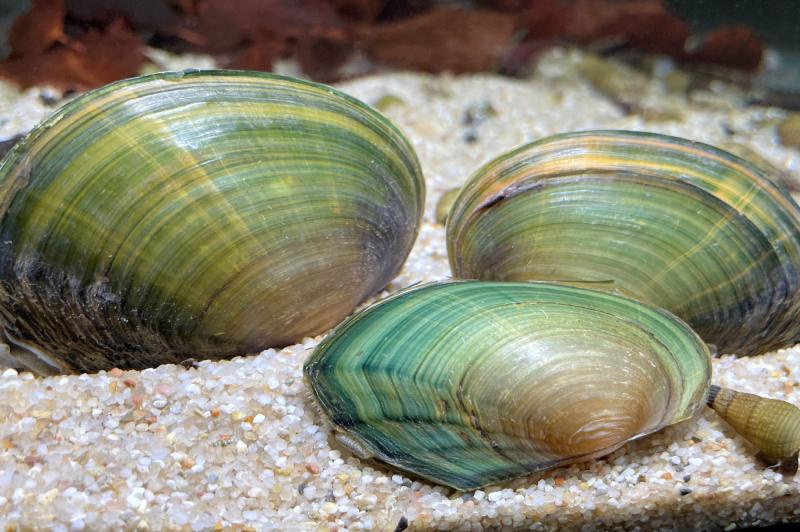 Grüne Süßwassermuschel, Cristaria tenuis im Aquarium