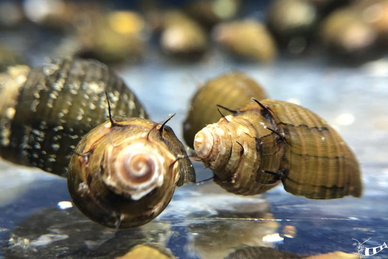Hairy Snail - Haarige Turmdeckelschnecke - Thiara cancellata mit den typischen 