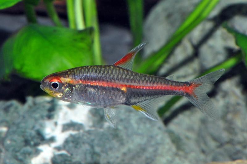 Preview: Glühlichtsalmler, Hemigrammus erythrozona im Aquarium