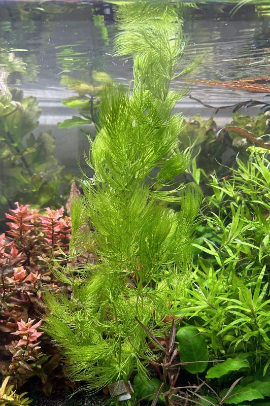 Preview: Hornkraut - Hornblatt - Ceratophyllum demersum, im Aquarium.