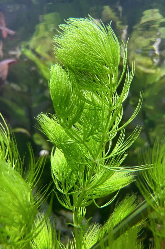 Preview: Hornkraut - Hornblatt - Ceratophyllum demersum unter Wasser.