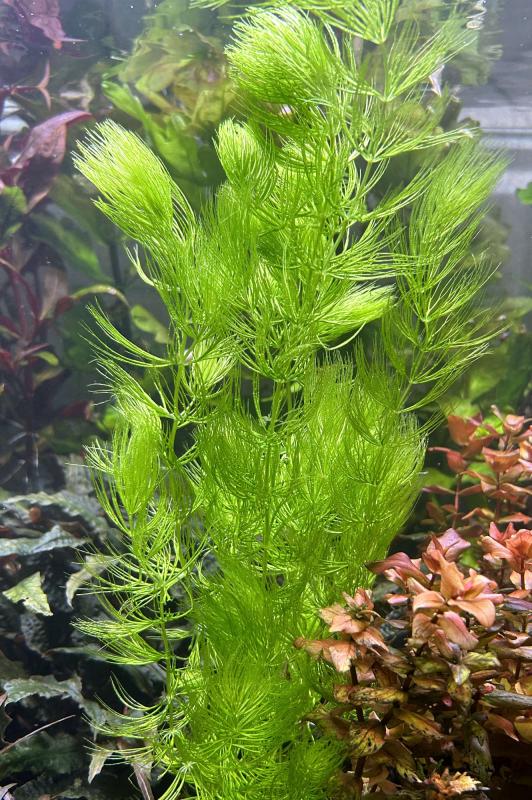 Preview: Hornkraut - Hornblatt - Ceratophyllum demersum für dein Aquarium.