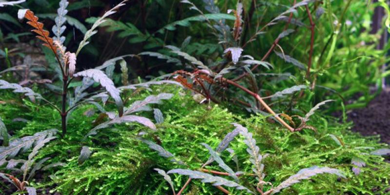 Hygrophila pinnatifida - Tropica 1-2-Grow, im Aquarium.