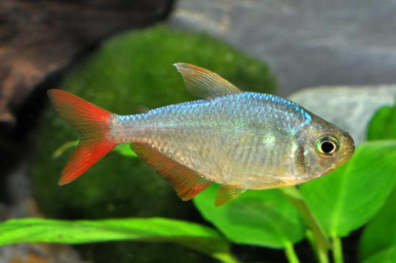 Rotblauer Kolumbiensalmler - Hyphessobrycon columbianus im Aquarium