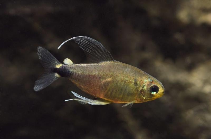 Schilfsalmler, Hyphessobrycon elachys mit den sehr schön ausgezogenen Flossen