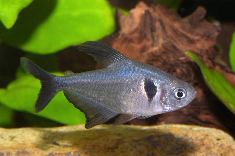 Schwarzer Phantomsalmler, Hyphessobrycon megalopterus im Aquarium