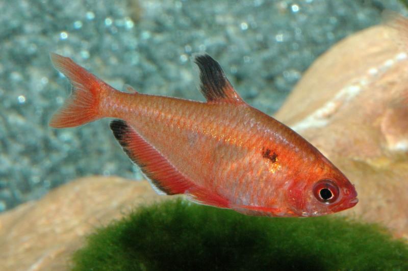 Preview: Blutsalmler,  Minorsalmler, Hyphessobrycon minor ein schöner roter Salmler