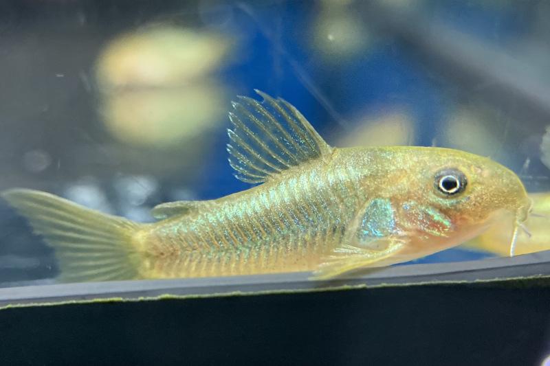 Preview: Grüner Panzerwels – Corydoras sp. „Green Stripe“ Nahaufnahme