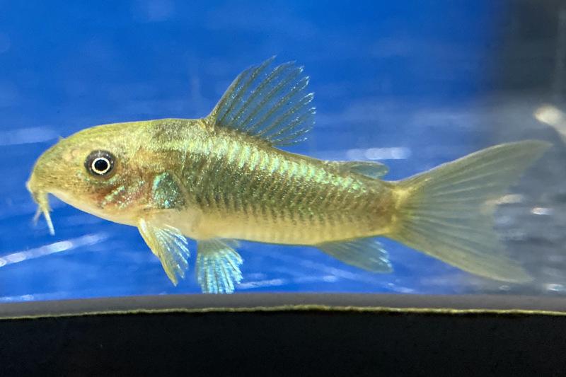 Preview: Grüner Panzerwels – Corydoras sp. „Green Stripe“ mit dem schönen Streifen