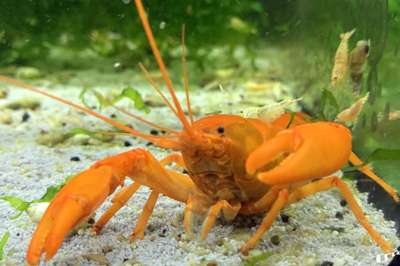 Preview: Aprikosenkrebs - Cherax snowden Irianto Red im der Drohhaltung