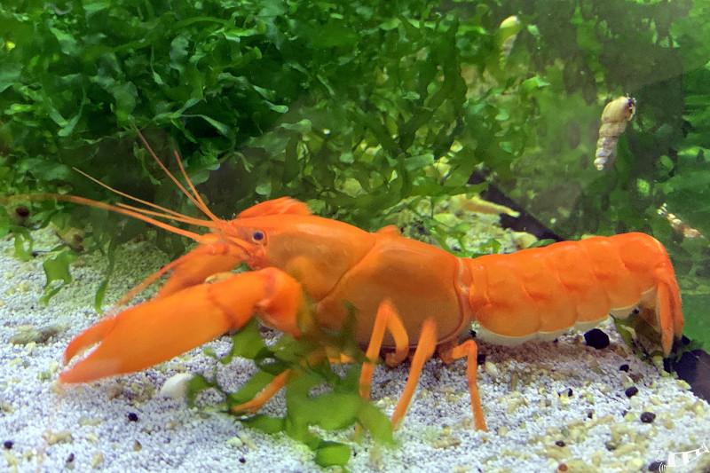 Aprikosenkrebs - Cherax snowden Irianto Red auf hellem Bodengrund