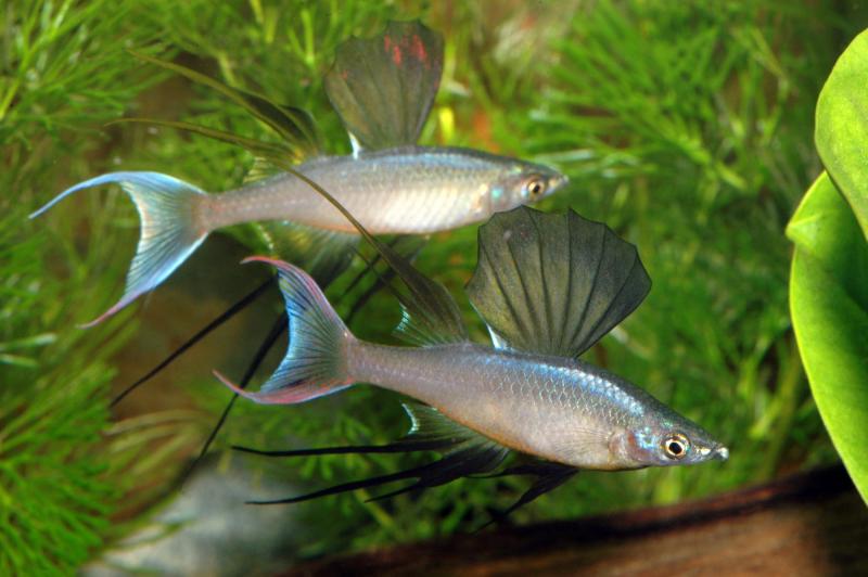 Preview: Filigran-Regenbogenfisch - Prachtregenbogenfisch - Iriatherina werneri, drohende Männchen