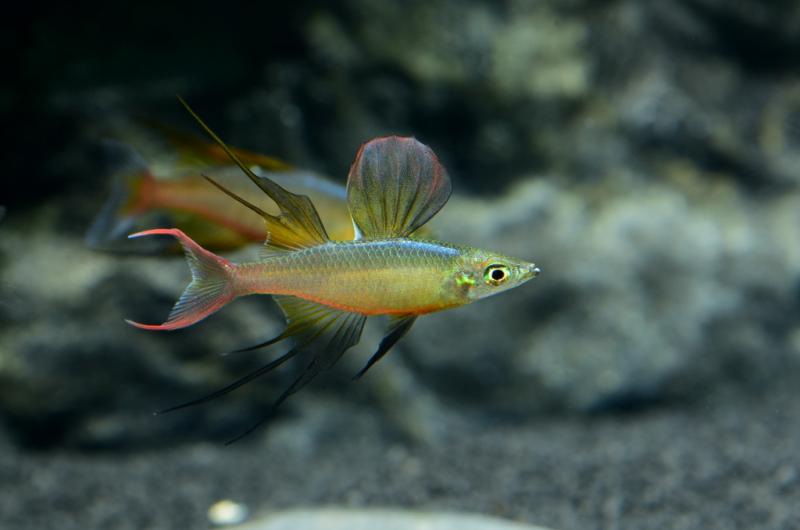 Filigran-Regenbogenfisch - Prachtregenbogenfisch - Iriatherina werneri, im Aquarium