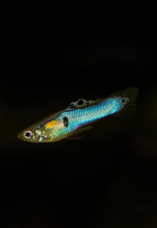 Preview: Endler Guppy Japan Blue - Poecilia wingei Männchen vor schwarzem Hintergrund