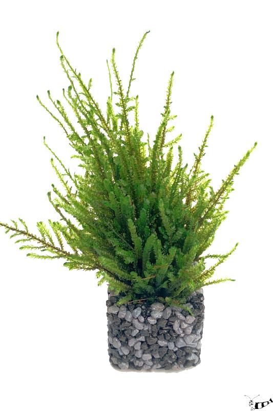 avamoos - Taxiphyllum barbieri im Pflanztöpfchen, fertig für den Einsatz in deinem Aquarium.