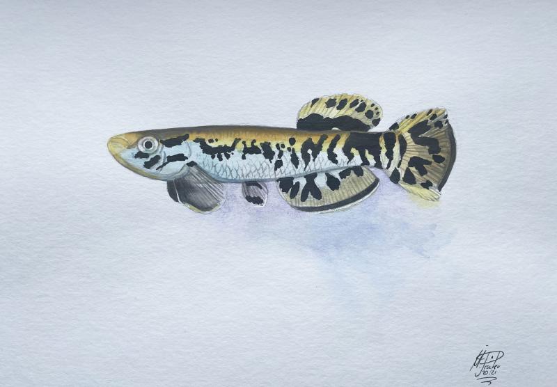 Aquarell Killifisch