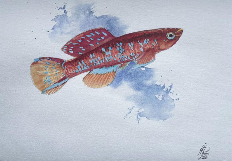 Aquarell Killifisch