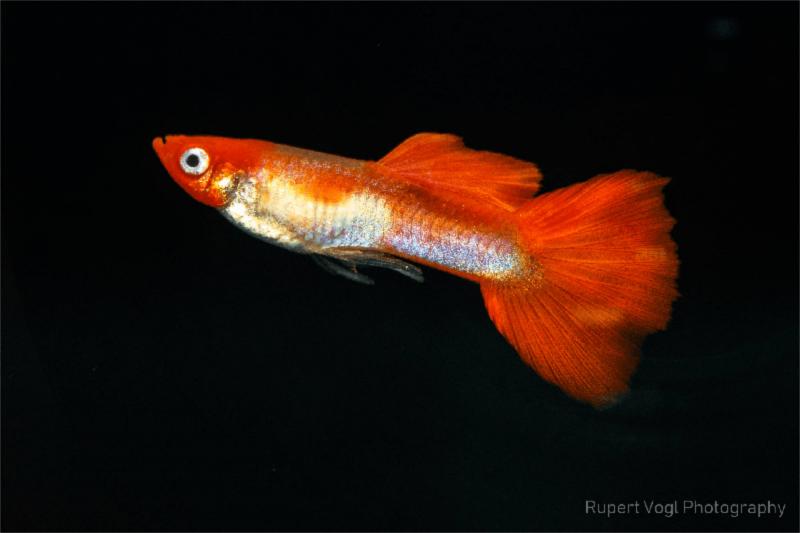 Guppy Koi Kohaku - Poecilia reticulata, Männchen mit der wunderschönen Färbung
