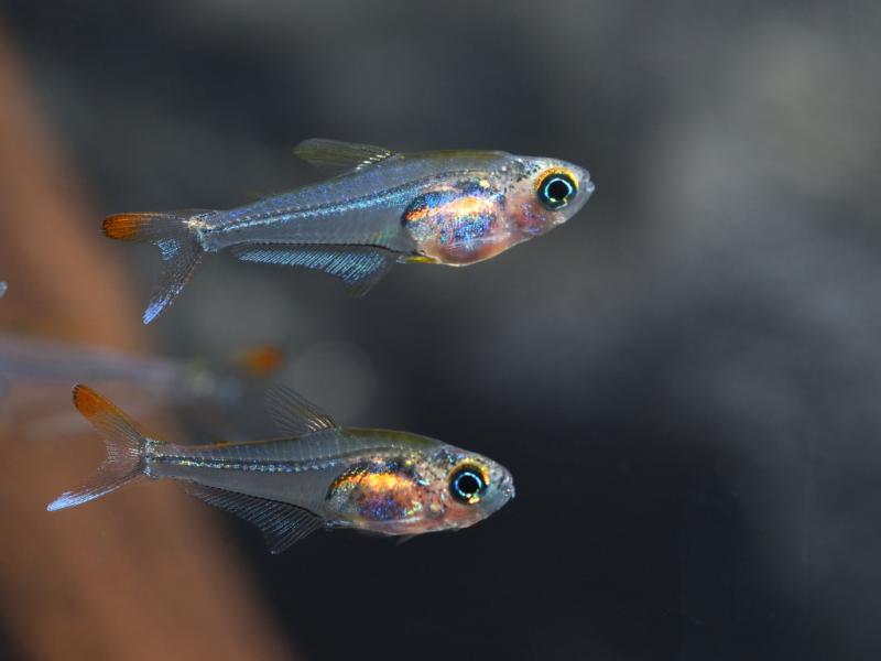 Pärchen Kolibri Salmler im Aquarium