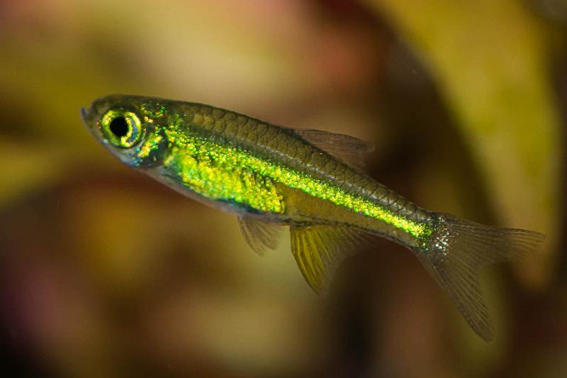 Preview: Smaragd Zwergbärbling - Microdevario kubotai im Aquarium
