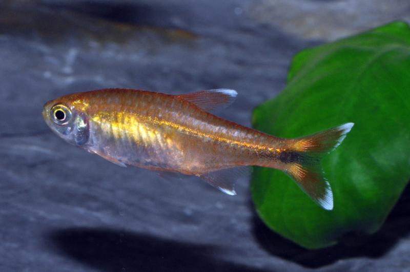 Kupfersalmler - Hasemania nana Männchen im Aquarium