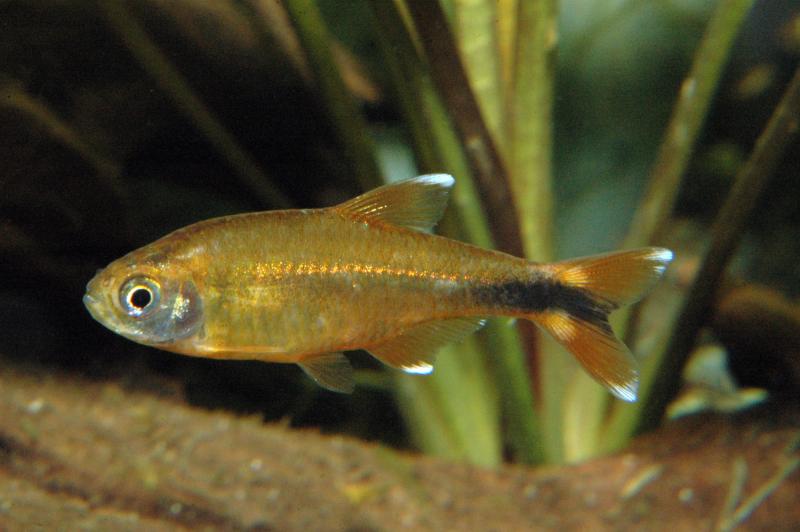 Preview: Hasemania nana oder Kupfersalmler im Aquarium