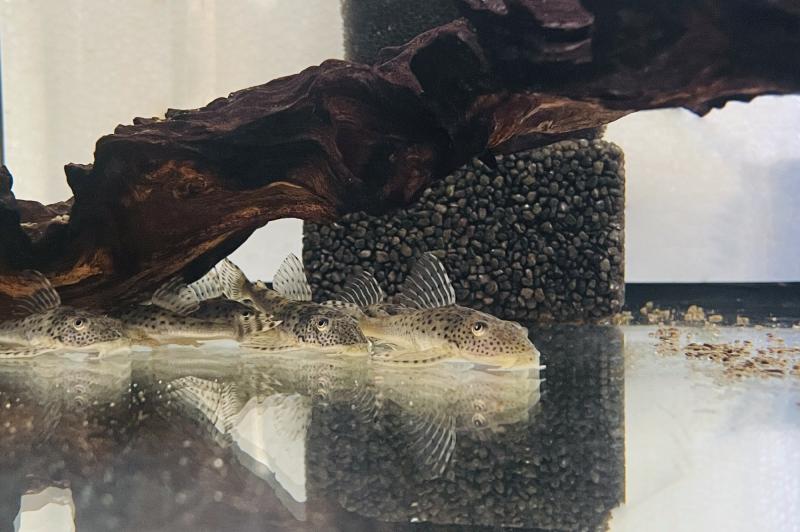 Leopard-Schilderwels – L 123 - Aphanotorus ammophilus im Aquarium