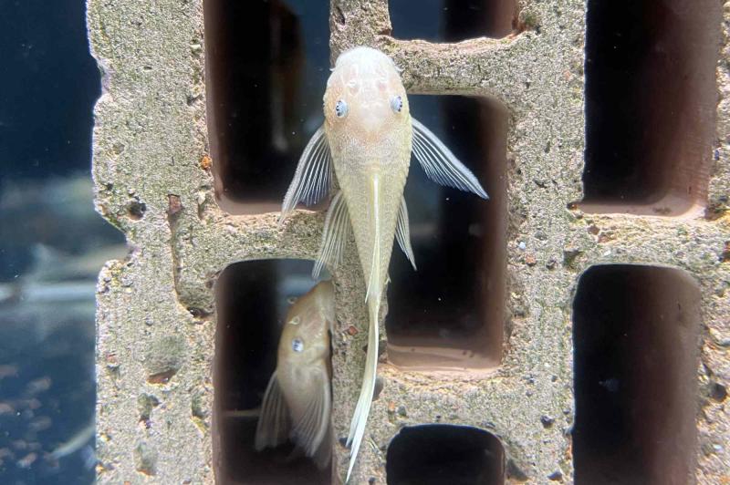 Preview: Gelber Antennenwels - L 144 - Ancistrus sp. blue eye 