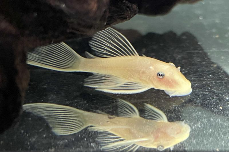 Gelber Antennenwels - L 144 - Ancistrus sp. blue eye 