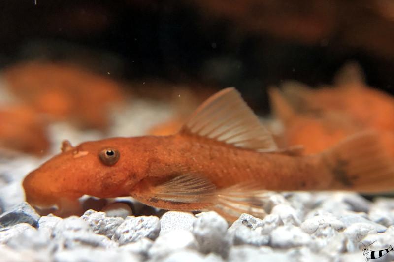 Preview: Roter Antennenwels - L 144 - Ancistrus sp. im Aquarium