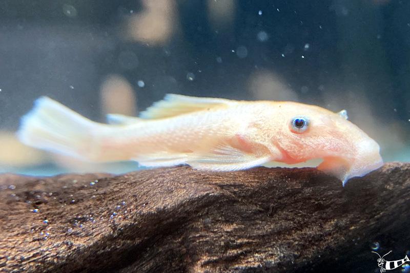 Gelber Antennenwels - L 144 - Ancistrus sp. blue eye mit den markanten blauen Augen