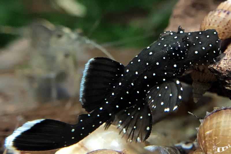 Weißsaum-Antennenwels - L 183 - Ancistrus dolichopterus mit den weiß/blauen Punkten und Flossensaum