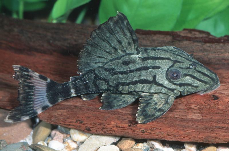 Grüner Panaque L191 – Panaque spec. auf einer Wurzel im Aquarium