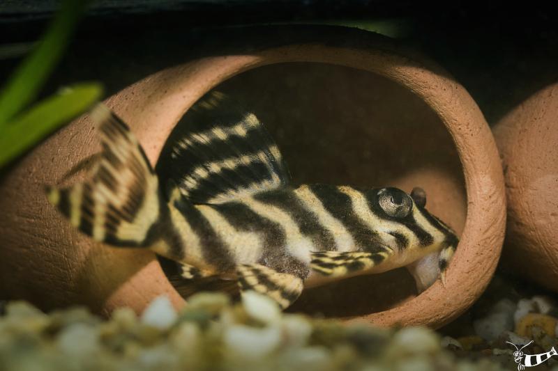 Königstiger Harnischwels - L 333 - Hypancistrus sp. vor einer Höhle