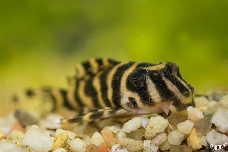 Preview: Königstiger Harnischwels von vorne fotografiert