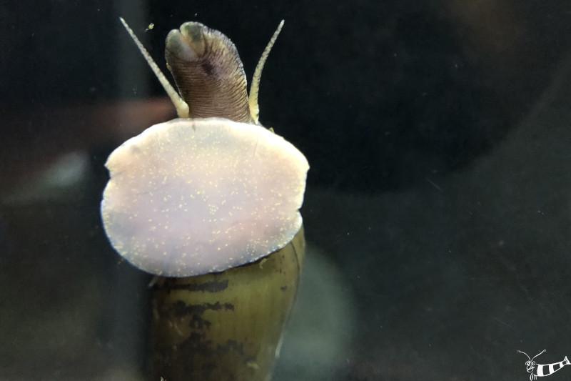 Preview: Stenomelania torulosa mit heller Unterseite des Fußes