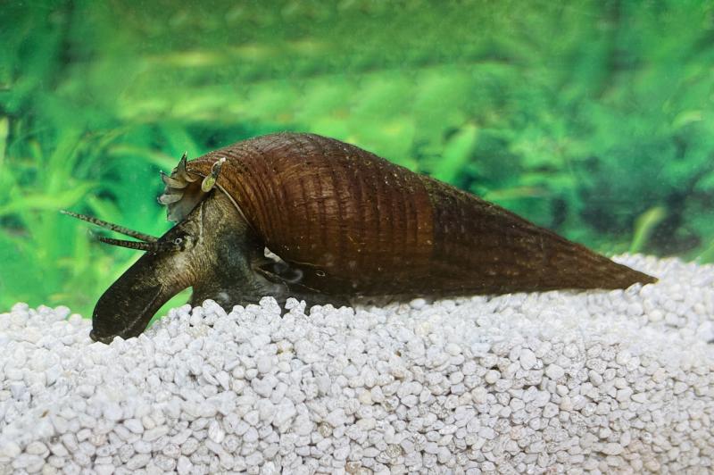 Langnasenschnecke, wo die Nase mal so richtig gut zu sehen ist