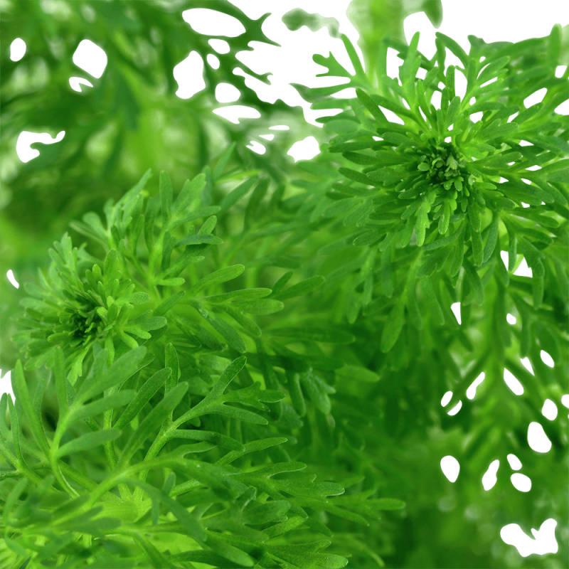 Preview: Blütenstielloser Sumpffreund - Limnophila sessiliflora, in der Nahaufnahme.