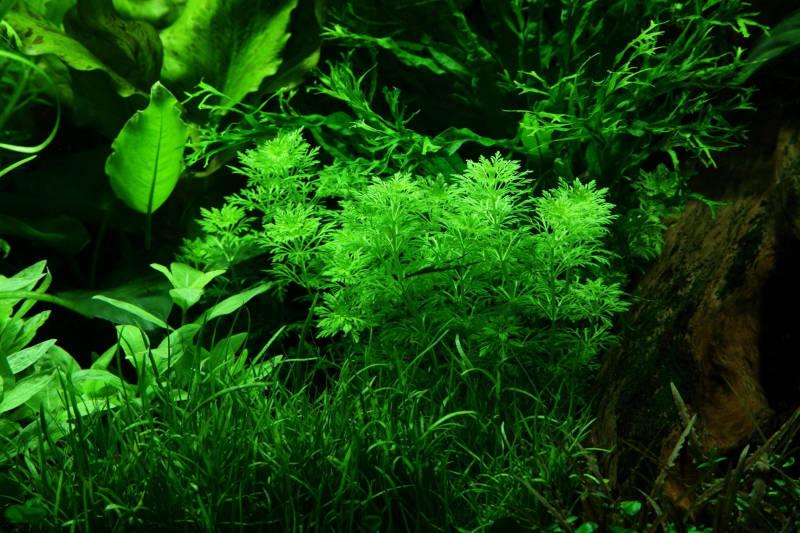 Preview: Blütenstielloser Sumpffreund - Limnophila sessiliflora, im Aquarium.